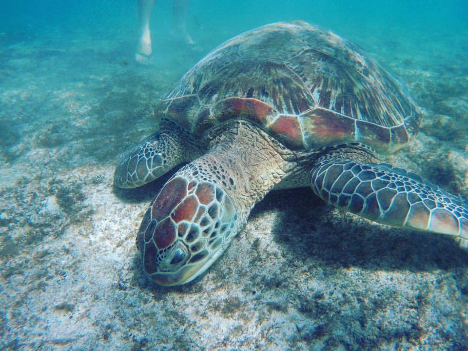 20245802_1723334477695018_392666837629130204_n