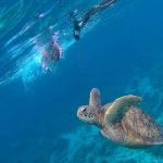apo island compressed