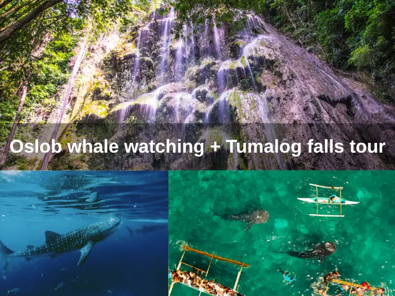 Oslob whale watching + Tumalog falls tour