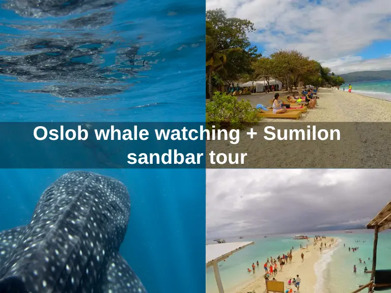 Oslob whale watching + Sumilon sandbar tour
