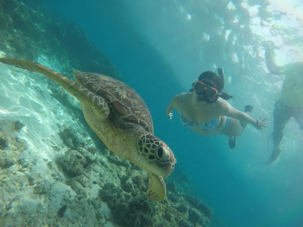 Apo Island tour