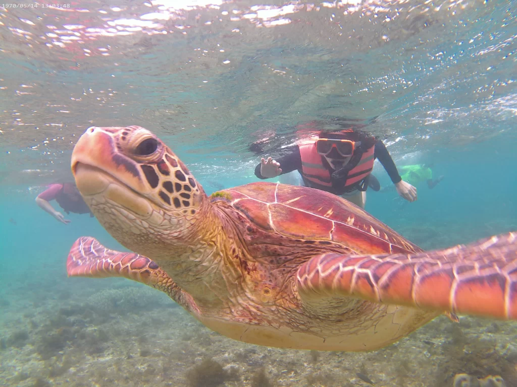 Apo Island private tour